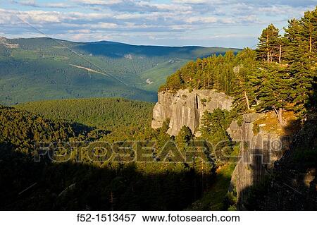 Scots Pine Pinus sylvestris Laguna Negra y los Circos Glaciares de Urbion Natural Park Soria Province Castilla y Leon Spain. View Large Photo Image Stock Photo - Scots Pine Pinus sylvestris Laguna Negra y los Circos Glaciares de Urbion Natural Park Soria Province Castilla y Leon Spain.. Fotosearch