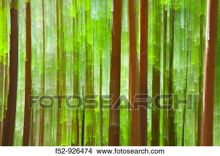 Scots Pine (Pinus sylvestris) View Large Photo Image Picture - Scots Pine (Pinus sylvestris). Fotosearch