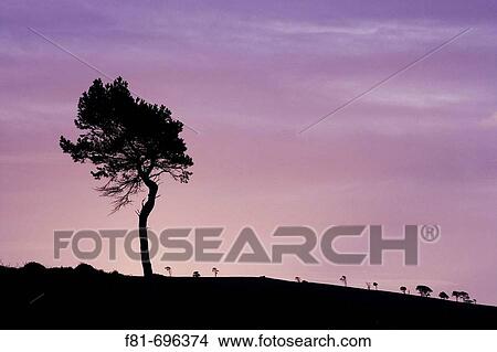 Picture - Scots pine Pinus sylvestris silhouetted at dawn Scotland November 2007. Fotosearch