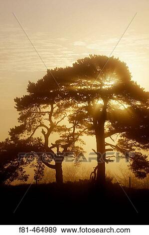 Stock Photo - Scot's Pine trees (Pinus sylvestris) silhouetted at sunrise on misty morning. Scotland. UK.. Fotosearch