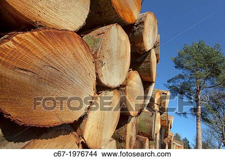 Scots Pines Pinus sylvestris log stack Norfolk. View Large Photo Image Picture - Scots Pines Pinus sylvestris log stack Norfolk.. Fotosearch