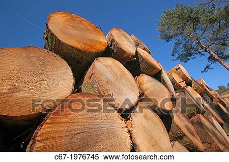 Scots Pines Pinus sylvestris log stack Norfolk. View Large Photo Image Stock Photography - Scots Pines Pinus sylvestris log stack Norfolk.. Fotosearch