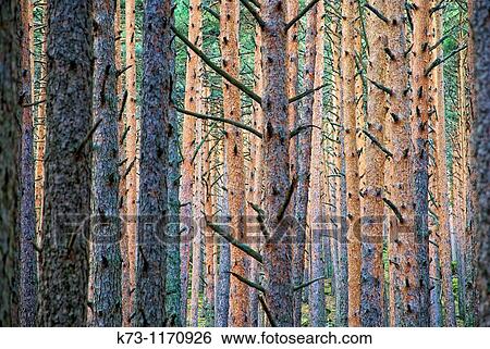 Scots Pines (Pinus Sylvestris). Navafria. Segovia province. Castilla y Leon. Spain View Large Photo Image Stock Photograph - Scots Pines (Pinus Sylvestris). Navafria. Segovia province. Castilla y Leon. Spain. Fotosearch