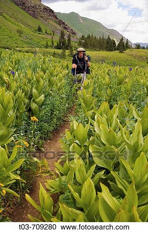 Stock Image - Scott Bacon hiking amidst waist high wildflowers in Lower Ice Lakes Basin en route to Upper Ice Lakes Basin on a summer backpacking trip, San Juan Mountains, Colorado, USA. Fotosearch