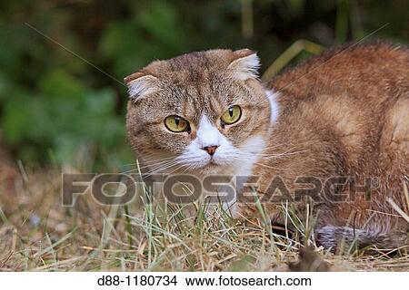 Scottish Fold Single fold Felis silvestris catus. View Large Photo Image Picture - Scottish Fold Single fold Felis silvestris catus.. Fotosearch