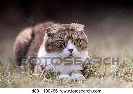 Stock Photograph - Scottish Fold Single fold Felis silvestris catus.. Fotosearch