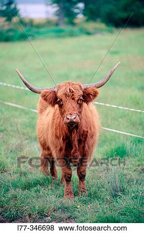 Scottish Highland cattle View Large Photo Image Stock Photo - Scottish Highland cattle. Fotosearch