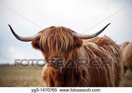 Stock Photography - Scottish highland cow, Outer Hebrides, Scotland. Fotosearch