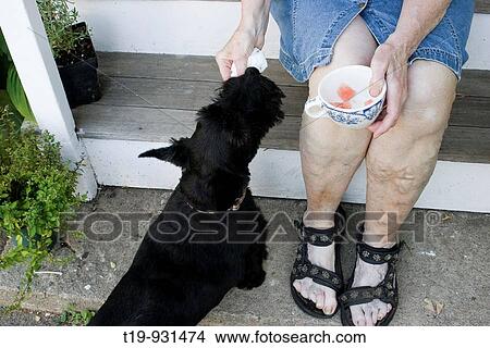 Scottish Terrier being treated to watermelon View Large Photo Image Picture - Scottish Terrier being treated to watermelon. Fotosearch