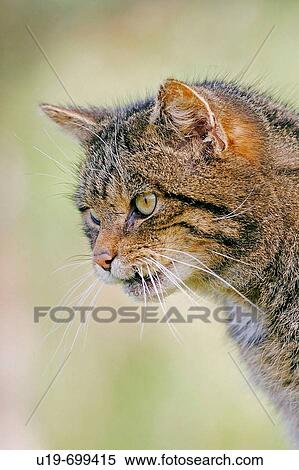 Stock Photography - Scottish Wildcat Felis silvestris. Fotosearch