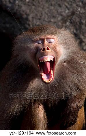 Picture - Screaming Hamadryas baboon. Fotosearch