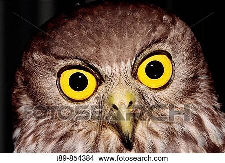 Picture - Screech Owl Strigidae. Fotosearch