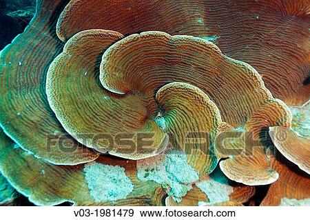 Scroll Corals at Veracruz coral reefs, Mexico. View Large Photo Image Stock Photo - Scroll Corals at Veracruz coral reefs, Mexico.. Fotosearch