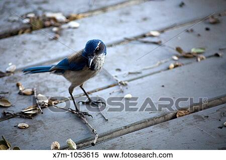 Scrub Jay Aphelocoma coerulescens in Alameda, California View Large Photo Image Stock Photography - Scrub Jay Aphelocoma coerulescens in Alameda, California. Fotosearch