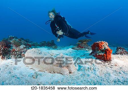 Scuba Diver and Anax Sea Cucumber, Thelenota anax, North Male Atoll, Maldives View Large Photo Image Stock Photo - Scuba Diver and Anax Sea Cucumber, Thelenota anax, North Male Atoll, Maldives. Fotosearch