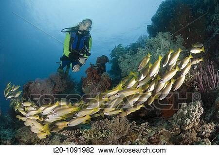 Scuba Diver and Big-eye Snapper, Lutjanus lutjanus, Raja Ampat, West Papua, Indonesia View Large Photo Image Stock Image - Scuba Diver and Big-eye Snapper, Lutjanus lutjanus, Raja Ampat, West Papua, Indonesia. Fotosearch