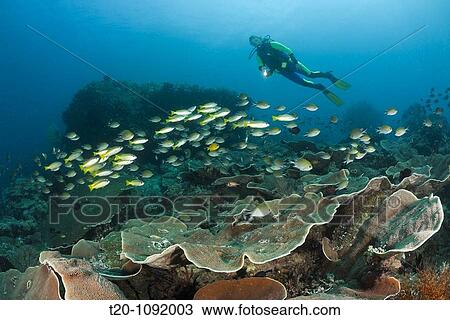 Stock Image - Scuba Diver and Bigeye Snapper, Lutjanus lutjanus, Raja Ampat, West Papua, Indonesia. Fotosearch