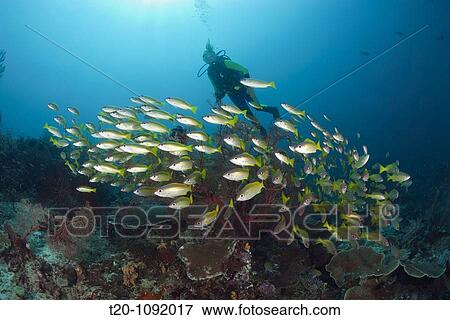 Scuba Diver and Bigeye Snapper, Lutjanus lutjanus, Raja Ampat, West Papua, Indonesia View Large Photo Image Stock Photo - Scuba Diver and Bigeye Snapper, Lutjanus lutjanus, Raja Ampat, West Papua, Indonesia. Fotosearch