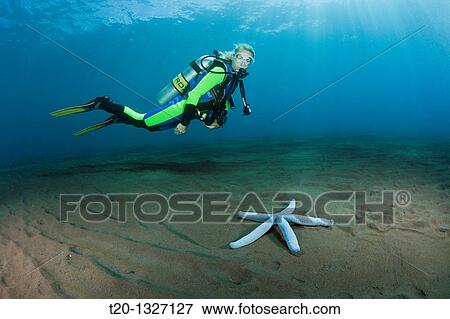 Scuba Diver and blue Sea Star, Linckia laevigata, Alam Batu, Bali, Indonesia View Large Photo Image Stock Photo - Scuba Diver and blue Sea Star, Linckia laevigata, Alam Batu, Bali, Indonesia. Fotosearch