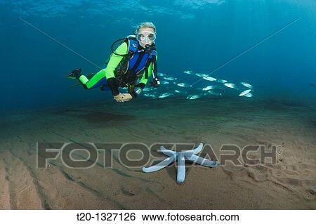 Scuba Diver and blue Sea Star, Linckia laevigata, Alam Batu, Bali, Indonesia View Large Photo Image Stock Photograph - Scuba Diver and blue Sea Star, Linckia laevigata, Alam Batu, Bali, Indonesia. Fotosearch