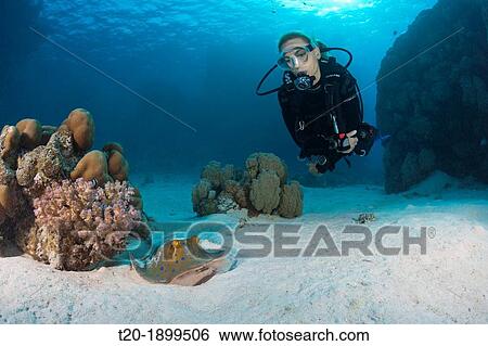 Scuba Diver and Bluespotted Ribbontail Ray, Taeniura lymma, Paradise Reef, Red Sea, Egypt View Large Photo Image Stock Photograph - Scuba Diver and Bluespotted Ribbontail Ray, Taeniura lymma, Paradise Reef, Red Sea, Egypt. Fotosearch