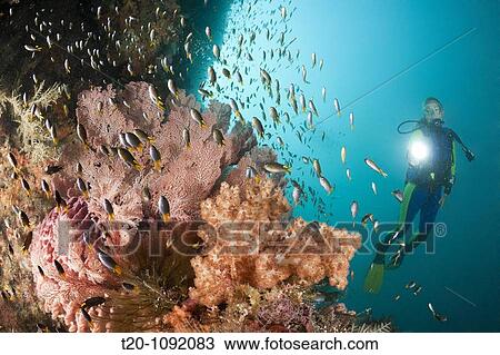 Scuba Diver and Coral Demoiselle, Neopomacentrus sp, Raja Ampat, West Papua, Indonesia View Large Photo Image Stock Image - Scuba Diver and Coral Demoiselle, Neopomacentrus sp, Raja Ampat, West Papua, Indonesia. Fotosearch