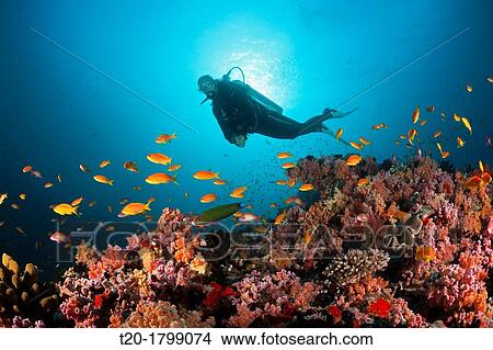 Scuba Diver and Coral Fishes, North Male Atoll, Indian Ocean, Maldives View Large Photo Image Picture - Scuba Diver and Coral Fishes, North Male Atoll, Indian Ocean, Maldives. Fotosearch