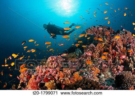 Scuba Diver and Coral Fishes, North Male Atoll, Indian Ocean, Maldives View Large Photo Image Stock Image - Scuba Diver and Coral Fishes, North Male Atoll, Indian Ocean, Maldives. Fotosearch