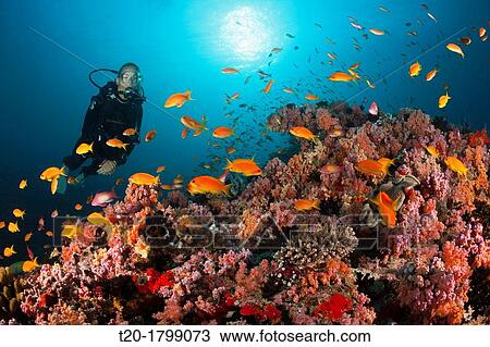 Scuba Diver and Coral Fishes, North Male Atoll, Indian Ocean, Maldives View Large Photo Image Stock Image - Scuba Diver and Coral Fishes, North Male Atoll, Indian Ocean, Maldives. Fotosearch