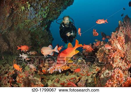 Stock Photo - Scuba Diver and Coral Fishes, North Male Atoll, Indian Ocean, Maldives. Fotosearch