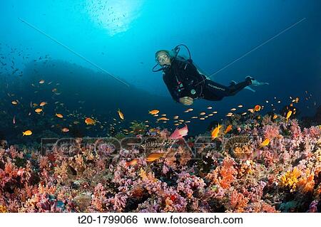 Stock Photograph - Scuba Diver and Coral Fishes, North Male Atoll, Indian Ocean, Maldives. Fotosearch