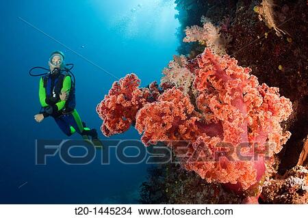 Scuba Diver and Coral Reef, Namena Marine Reserve, Fiji View Large Photo Image Picture - Scuba Diver and Coral Reef, Namena Marine Reserve, Fiji. Fotosearch