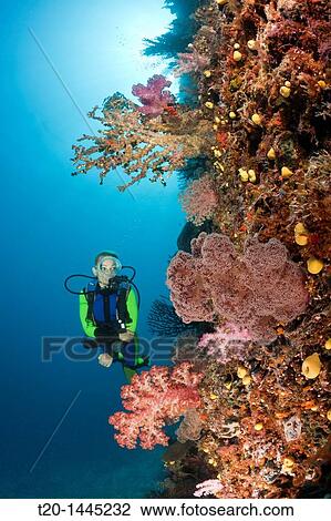 Scuba Diver and Coral Reef, Namena Marine Reserve, Fiji View Large Photo Image Stock Image - Scuba Diver and Coral Reef, Namena Marine Reserve, Fiji. Fotosearch