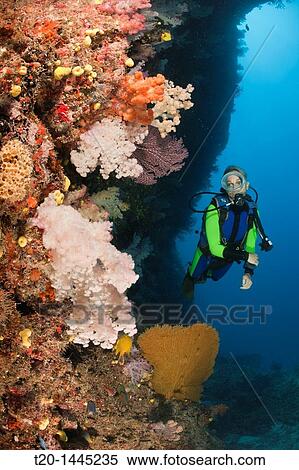 Stock Photography - Scuba Diver and Coral Reef, Namena Marine Reserve, Fiji. Fotosearch