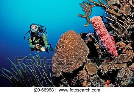 Scuba diver and coral reef, Netherlands Antilles, Bonaire, Caribbean Sea View Large Photo Image Stock Image - Scuba diver and coral reef, Netherlands Antilles, Bonaire, Caribbean Sea. Fotosearch