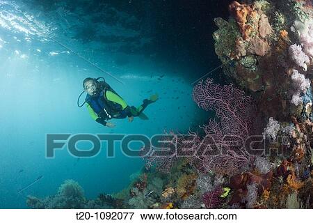 Scuba Diver and Corals, Raja Ampat, West Papua, Indonesia View Large Photo Image Stock Photo - Scuba Diver and Corals, Raja Ampat, West Papua, Indonesia. Fotosearch