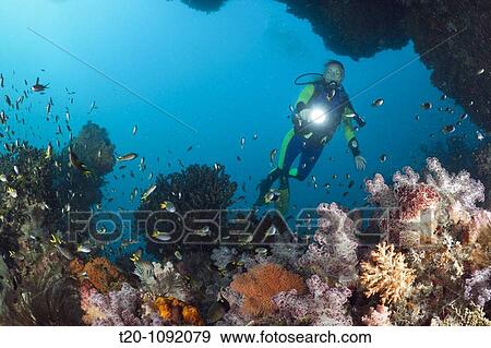 Scuba Diver and Corals, Raja Ampat, West Papua, Indonesia View Large Photo Image Stock Photo - Scuba Diver and Corals, Raja Ampat, West Papua, Indonesia. Fotosearch