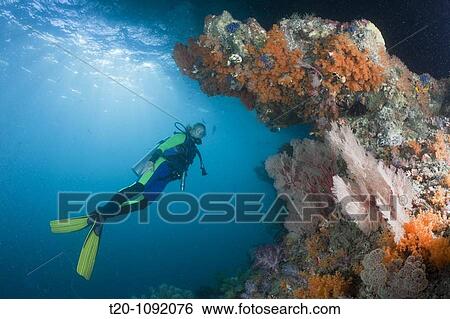 Scuba Diver and Corals, Raja Ampat, West Papua, Indonesia View Large Photo Image Stock Photograph - Scuba Diver and Corals, Raja Ampat, West Papua, Indonesia. Fotosearch