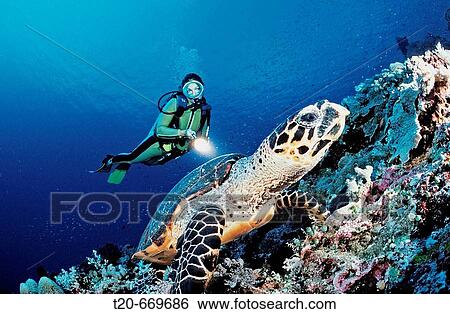 Scuba diver and Hawksbill sea turtle, Eretmochelys imbricata, Malaysia, Layang Layang, South China Sea View Large Photo Image Stock Photograph - Scuba diver and Hawksbill sea turtle, Eretmochelys imbricata, Malaysia, Layang Layang, South China Sea. Fotosearch