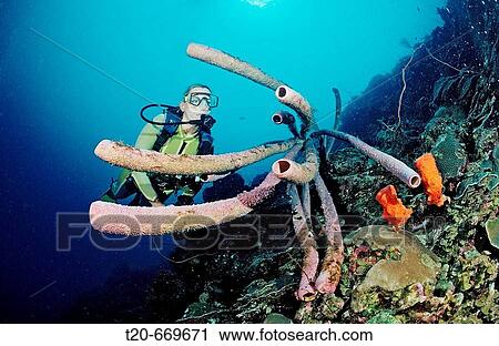Scuba diver and Lavender Stovepipe sponge, Aplysina archeri, Netherlands Antilles, Bonaire, Caribbean Sea View Large Photo Image Stock Image - Scuba diver and Lavender Stovepipe sponge, Aplysina archeri, Netherlands Antilles, Bonaire, Caribbean Sea. Fotosearch