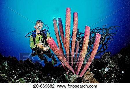 Scuba diver and Lavender Stovepipe sponge, Aplysina archeri, Dominica, French West Indies, Caribbean Sea View Large Photo Image Stock Image - Scuba diver and Lavender Stovepipe sponge, Aplysina archeri, Dominica, French West Indies, Caribbean Sea. Fotosearch