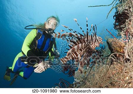 Scuba Diver and Lionfish, Pterois volitans, Raja Ampat, West Papua, Indonesia View Large Photo Image Stock Image - Scuba Diver and Lionfish, Pterois volitans, Raja Ampat, West Papua, Indonesia. Fotosearch