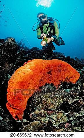 Scuba diver and Orange Elephant Ear Sponge, Agelas clathrodes, Netherlands Antilles, Bonaire, Caribbean Sea View Large Photo Image Stock Image - Scuba diver and Orange Elephant Ear Sponge, Agelas clathrodes, Netherlands Antilles, Bonaire, Caribbean Sea. Fotosearch