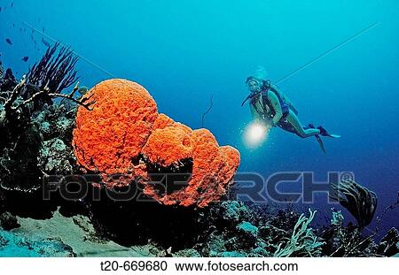 Scuba diver and Orange Elephant Ear Sponge, Agelas clathrodes, Netherlands Antilles, Bonaire, Caribbean Sea View Large Photo Image Stock Image - Scuba diver and Orange Elephant Ear Sponge, Agelas clathrodes, Netherlands Antilles, Bonaire, Caribbean Sea. Fotosearch