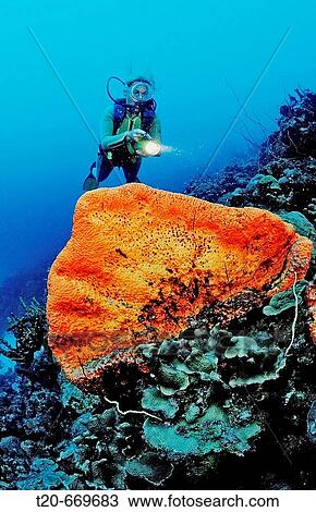 Stock Image - Scuba diver and Orange Elephant Ear Sponge, Agelas clathrodes, Netherlands Antilles, Bonaire, Caribbean Sea. Fotosearch
