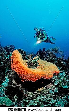 Stock Photo - Scuba diver and Orange Elephant Ear Sponge, Agelas clathrodes, Netherlands Antilles, Bonaire, Caribbean Sea. Fotosearch