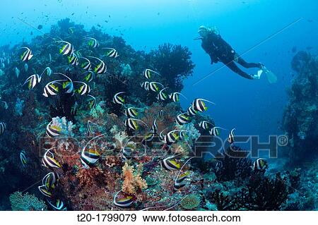 Scuba Diver and Pennant Bannerfish, Heniochus diphreutes, North Male Atoll, Indian Ocean, Maldives View Large Photo Image Stock Photo - Scuba Diver and Pennant Bannerfish, Heniochus diphreutes, North Male Atoll, Indian Ocean, Maldives. Fotosearch