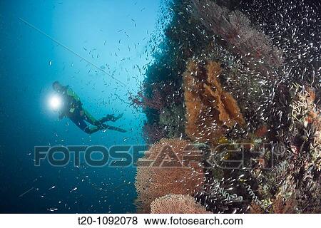 Scuba Diver and Pygmy Sweeper, Parapriacanthus ransonneti, Raja Ampat, West Papua, Indonesia View Large Photo Image Stock Photo - Scuba Diver and Pygmy Sweeper, Parapriacanthus ransonneti, Raja Ampat, West Papua, Indonesia. Fotosearch