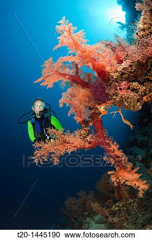 Scuba Diver and red Soft Corals, Dendronephthya sp, Wakaya, Lomaiviti, Fiji View Large Photo Image Stock Image - Scuba Diver and red Soft Corals, Dendronephthya sp, Wakaya, Lomaiviti, Fiji. Fotosearch