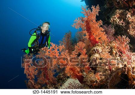 Scuba Diver and red Soft Corals, Dendronephthya sp, Wakaya, Lomaiviti, Fiji View Large Photo Image Stock Image - Scuba Diver and red Soft Corals, Dendronephthya sp, Wakaya, Lomaiviti, Fiji. Fotosearch